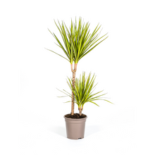 Kamerplant - Dracaena Marginata Sunray - Luchtzuiverend - Pot Ø 19cm Hoogte ↕ 80-100cm