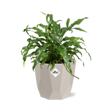 Kamerplant - Microsorum Diversifolium - Pot Ø 14cm