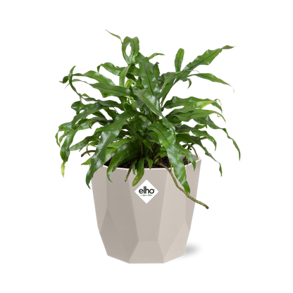 Kamerplant - Microsorum Diversifolium - Pot Ø 14cm