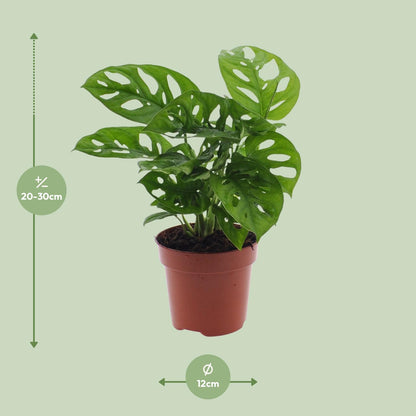 Kamerplant - Monstera Monkey Leaf (Gatenplant) - Pot Ø 12cm Hoogte ↕ 30cm