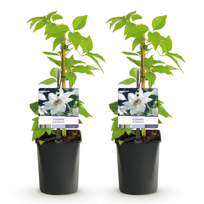 Buitenplant 2x Clematis Miss Bateman - Klimplant - Bloeiend - Pot Ø 11cm Hoogte ↕ 40cm