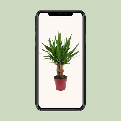 Kamerplant - Yucca 'Tres Cañas' 3-stam - Pot Ø 19cm Hoogte ↕ 70cm