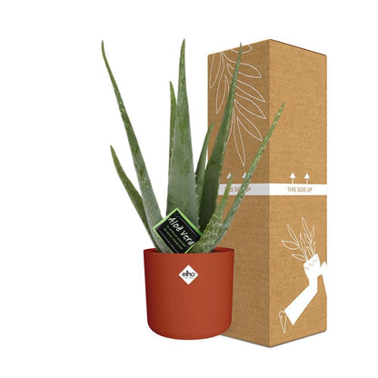 Kamerplant - Aloe Vera - Inclusief sierpot - Pot Ø 12cm