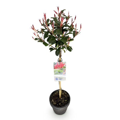 Buitenplant - Photinia fraseri 'Carre Rouge' op Stam - Winterhard - Pot Ø 19cm Hoogte ↕ 90cm