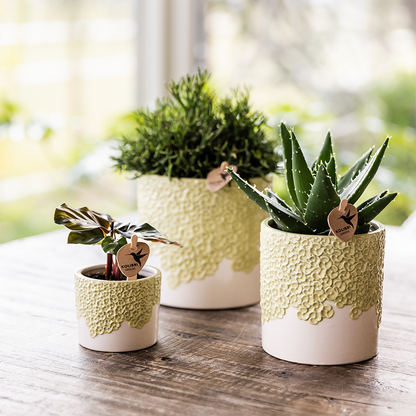 Sierpot - Bloom Green - Pot Ø 9cm