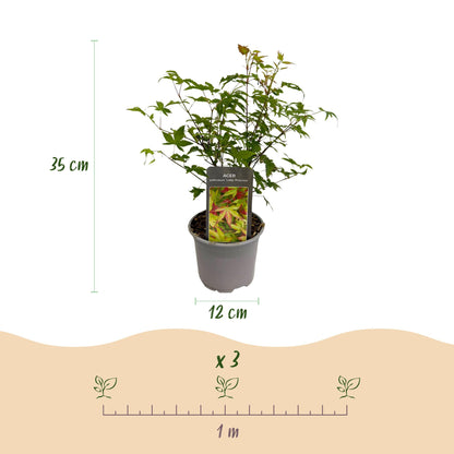 Buitenplant 3x Acer palmatum Little Princess - Pot Ø 12cm Hoogte ↕ 35cm