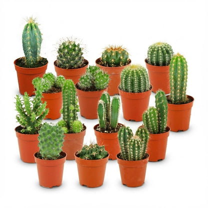 Kamerplant 15x Mini Cactus Set - Pot Ø 5,5cm Hoogte ↕ 5-10cm
