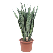 Kamerplant - Sansevieria Zeylenica - Pot Ø 35cm Hoogte ↕ 110cm