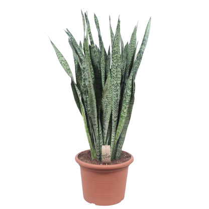Kamerplant - Sansevieria Zeylenica - Pot Ø 35cm Hoogte ↕ 110cm