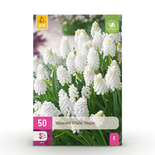 Buitenplant 50x Muscari White Magic - Bloeiend - Bolmaat 6/7
