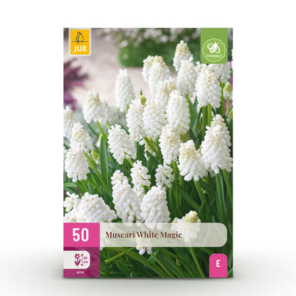 Buitenplant 50x Muscari White Magic - Bloeiend - Bolmaat 6/7