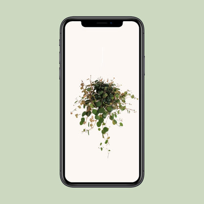 Kamerplant - Peperomia Pepperspot - Pot Ø 11cm Hoogte ↕ 20cm