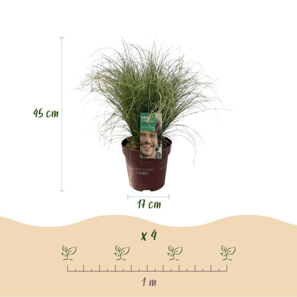 Buitenplant 4x Carex comans 'Frosted Curls' - Bladhoudend - Pot Ø 17cm Hoogte ↕ 50cm