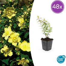 Buitenplant 48x Hypericum 'Hidcote' - Bloeiend - Pot Ø 9cm Hoogte ↕ 10-25cm