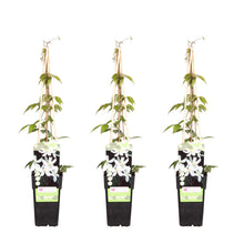Buitenplant 3x Clematis Montana 'Grandiflora' - Klimplant - Pot Ø 15cm Hoogte ↕ 65cm