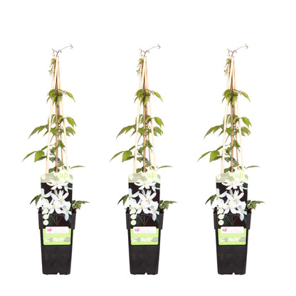 Buitenplant 3x Clematis Montana 'Grandiflora' - Klimplant - Pot Ø 15cm Hoogte ↕ 65cm