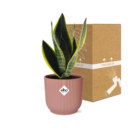 Kamerplant - Sansevieria Futura Superba - Pot Ø 14cm
