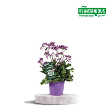 Buitenplant - Limonium Salt Lake - Bloeiend - Pot Ø 19cm Hoogte ↕ 60cm
