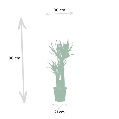 Kamerplant - Dracaena en Yucca combi - Pot Ø 21cm Hoogte ↕ 120cm