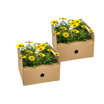Buitenplant 8x Osteospermum Ecklonis Gelb - Bloeiend - Pot Ø 12cm Hoogte ↕ 20cm