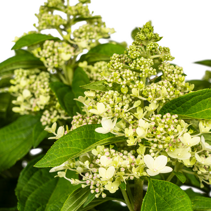 Buitenplant - Hydrangea Paniculata White - Bloeiend - Pot Ø 24cm Hoogte ↕ 70-80cm