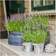 Buitenplant 3x Lavandula angustifolia Felice® in Old Look sierpot - Bloeiend - Pot Ø 13cm