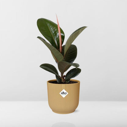 Kamerplant - Ficus Elastica 'Robusta' - Pot Ø 14cm
