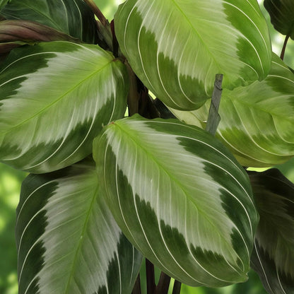 Kamerplant 2x Maranta Fascinator Silverband - Gebedsplant - Pot Ø 12cm Hoogte ↕ 25cm