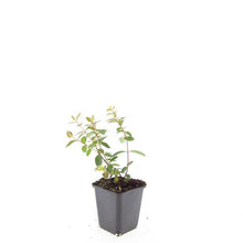Buitenplant 48x Hypericum dummeri 'Peter Dummer' - Bloeiend - Pot Ø 9cm Hoogte ↕ 10-25cm