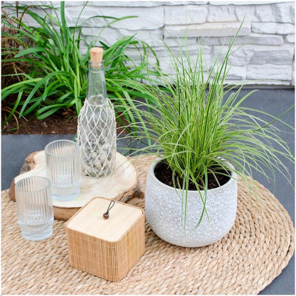 Buitenplant 3x Carex brunnea Variegata - Pot Ø 14cm Hoogte ↕ 25cm