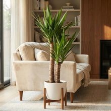 Kamerplant - Yucca Elephantipes - Inclusief sierpot wit - Pot Ø 21cm Hoogte ↕ 90cm