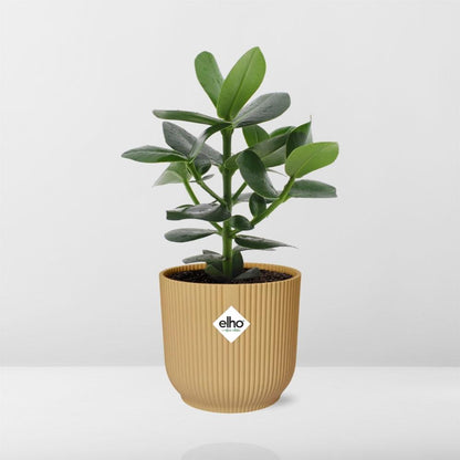 Kamerplant - Clusia Princess - Pot Ø 14cm
