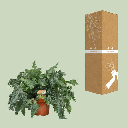 Kamerplant - Phlebodium Davana - Pot Ø 26cm Hoogte ↕ 60cm