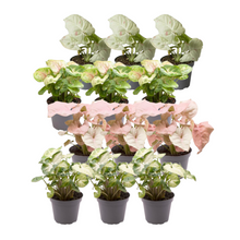 Kamerplant 12x Syngonium Mix
