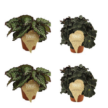Kamerplant 4x Begonia Rex Bostella & Dark Mambo - Pot Ø 12cm Hoogte ↕ 25cm