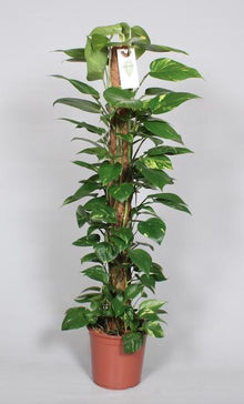 XL Kamerplant - Epipremnum Pinnatum aan Mosstok - Pot Ø 24cm Hoogte ↕ 120cm