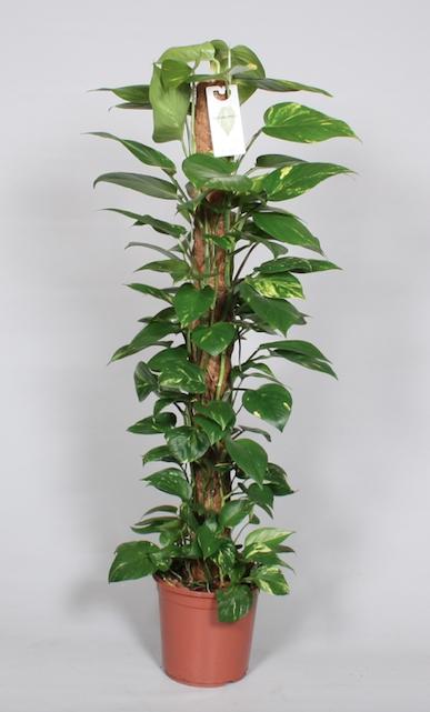 XL Kamerplant - Epipremnum Pinnatum aan Mosstok - Pot Ø 24cm Hoogte ↕ 120cm
