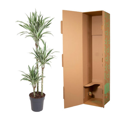 Kamerplant - Dracaena White Stripe - Pot Ø 24cm Hoogte ↕ 150cm