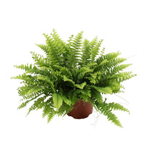 Kamerplant - Nephrolepis Boston Green Moment - Pot Ø 12cm Hoogte ↕ 20cm
