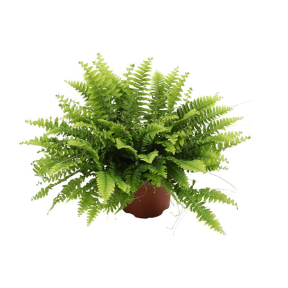 Kamerplant - Nephrolepis Boston Green Moment - Pot Ø 12cm Hoogte ↕ 20cm