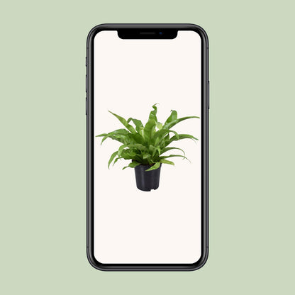 Kamerplant - Asplenium Antiquum - Pot Ø 17cm Hoogte ↕ 45cm