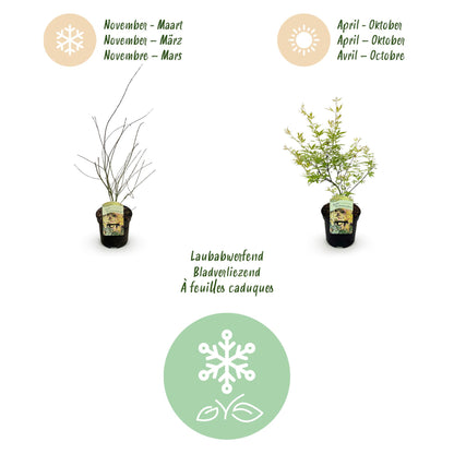 Buitenplant 2x Acer palmatum 'Methamorphosa' - Japanse Esdoorn - Pot Ø 19cm Hoogte ↕ 70cm