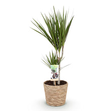 Green BoutiQ - Green is... Kamerplanten - Dracaena Marginata - Drakenbloedboom - Weinig onderhoud - met mand - Groen - 1 Plant - Pot 17cm - Hoogte 70-80cm