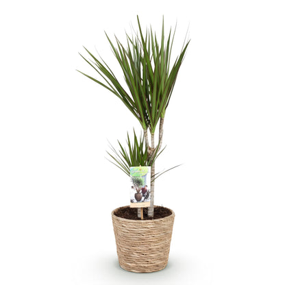 Green BoutiQ - Green is... Kamerplanten - Dracaena Marginata - Drakenbloedboom - Weinig onderhoud - met mand - Groen - 1 Plant - Pot 17cm - Hoogte 70-80cm