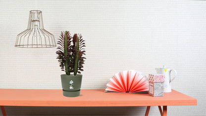 Kamerplant - Euphorbia Trigona Rubra - Pot Ø 12cm Hoogte ↕ 40cm