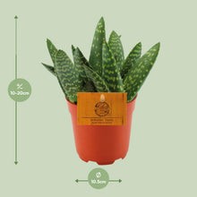 Kamerplant - Aloe Paradisicum - Pot Ø 10,5cm Hoogte ↕ 15cm