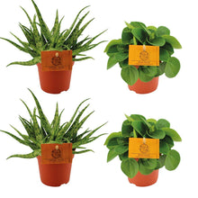 Kamerplant 4x Mix - 2x Aloe Spider + 2x Peperomia Rana Verde - Pot Ø 10.5cm Hoogte ↕ 10cm