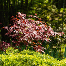 Buitenplant - Acer palmatum Atropurpureum - Paars, Bladverliezend - Pot Ø 19cm Hoogte ↕ 70cm
