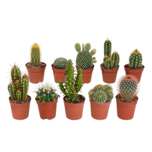 Kamerplant 10x Cactus Mix - Zonder pot - Pot Ø 5.5cm