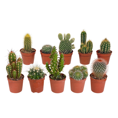 Kamerplant 10x Cactus Mix - Zonder pot - Pot Ø 5.5cm